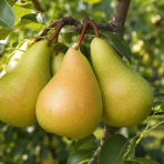 Mini hruška nízkokmenná (Pyrus communis) ´SUNRISE´® - výška 40-60 cm, kont. C7L